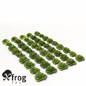 XfrogPlants Lettuce